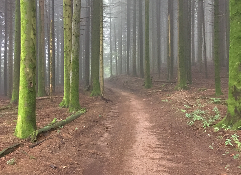 Mystiek in de taal van poëzie