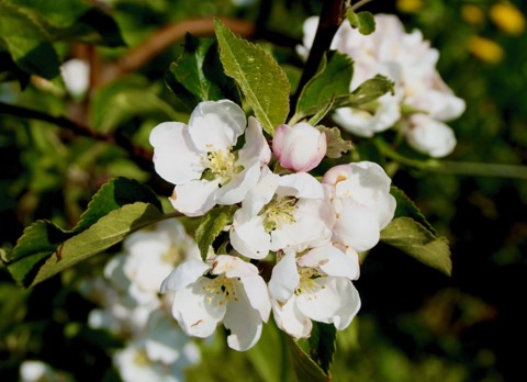 Oud verbond krijgt nieuw leven