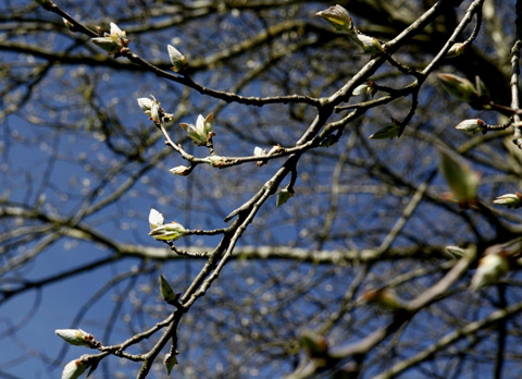 Het veertigdagen vlogproject