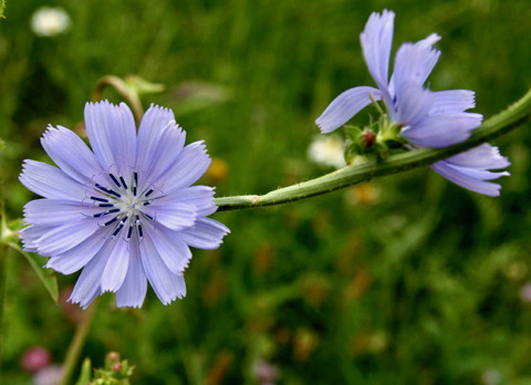 Vieringenoverleg en commissieverslag