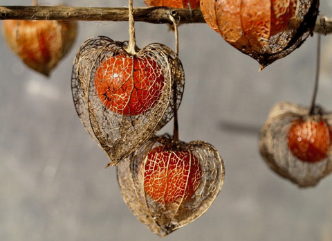 De Groene Peper krijgt kleur