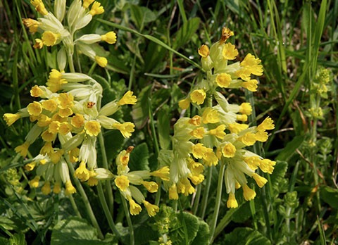 Artikel in ‘De Bezieling’