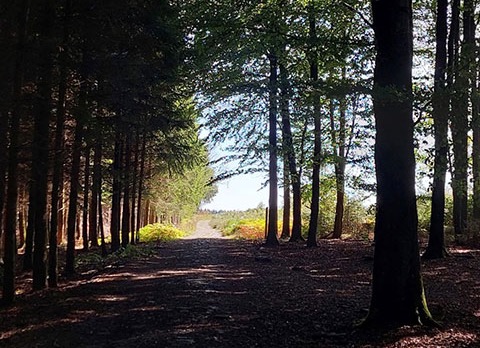 Gedachtenis&shy;viering