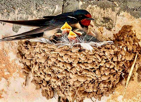 Onderweg zijn naar thuis: Psalm 84