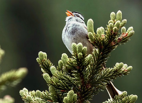 Van de vieringencoördinator