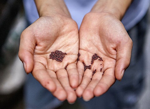 Mosterdzaadje en zuurdesem