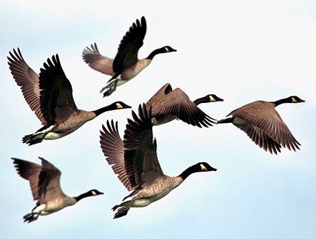 Van de Vieringencoördinator