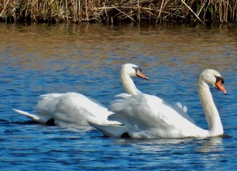 Van de Vieringencoördinator