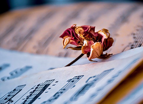 ‘O Schoonheid uw verbrand gezicht’