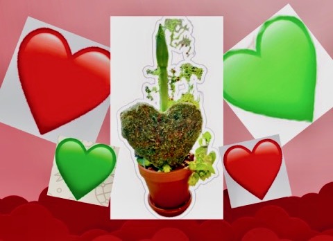Foto-expositie Peper